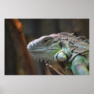 Poster med färglös Iguana-ödla