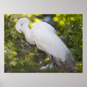 Poster med foto av snöhäger