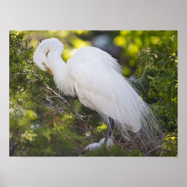 Poster med foto av snöhäger (Framsidan)