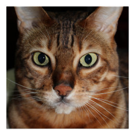 Poster med häftig bengal-kattglans, fotoväggkonst perfect poster