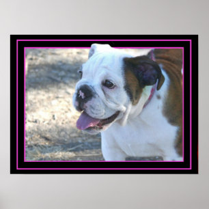 Poster med hundvalpar