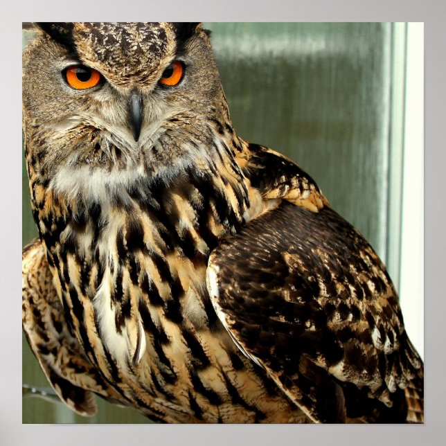 Poster med lång Uggla (Framsidan)