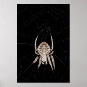 Poster med orbweaver Spider