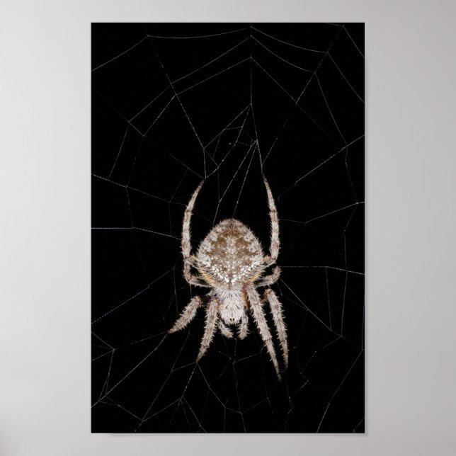 Poster med orbweaver Spider (Framsidan)