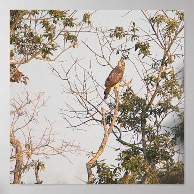 Poster med rödaxad Hawk Photo (Framsidan)