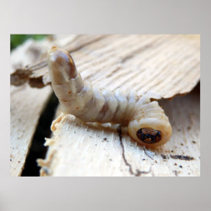 Poster med runda hörlurar