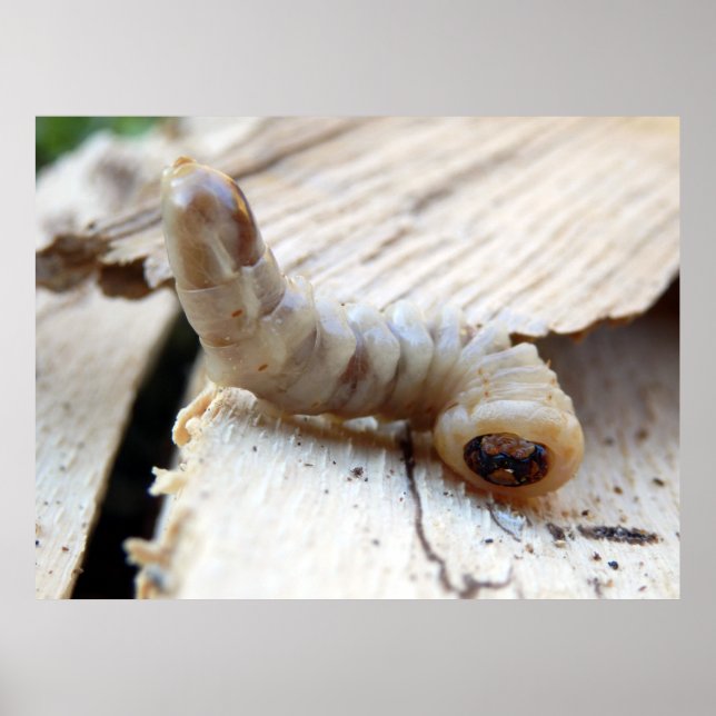 Poster med runda hörlurar (Framsidan)