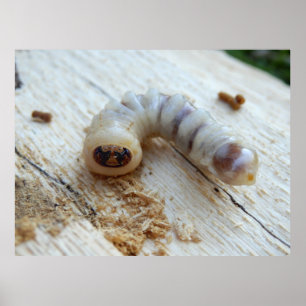 Poster med runda hörlurar