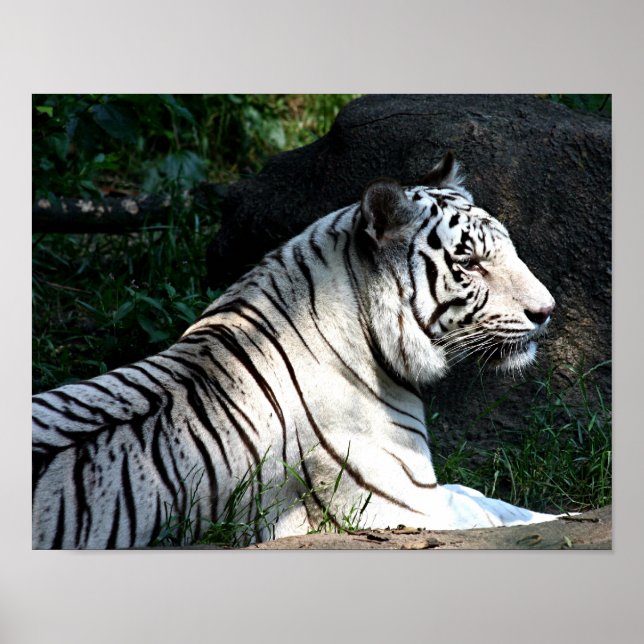 Poster med solupplyst tiger (Framsidan)
