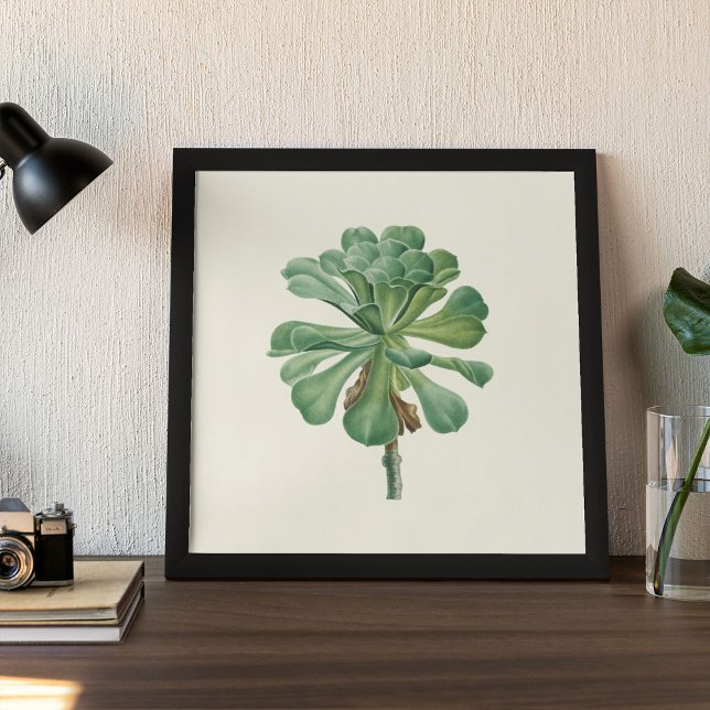 Poster med vattenfärg Antique Botanical Cactus Skr (Watercolor Antique Botanical Cactus Print Poster)