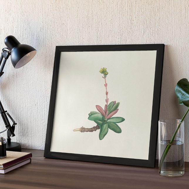 Poster med vattenfärg Antique Botanical Print (Watercolor Antique Botanical Cactus Print Poster)