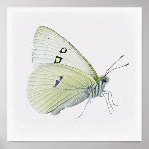Poster med vit kål-Butterfly Art-utskrift