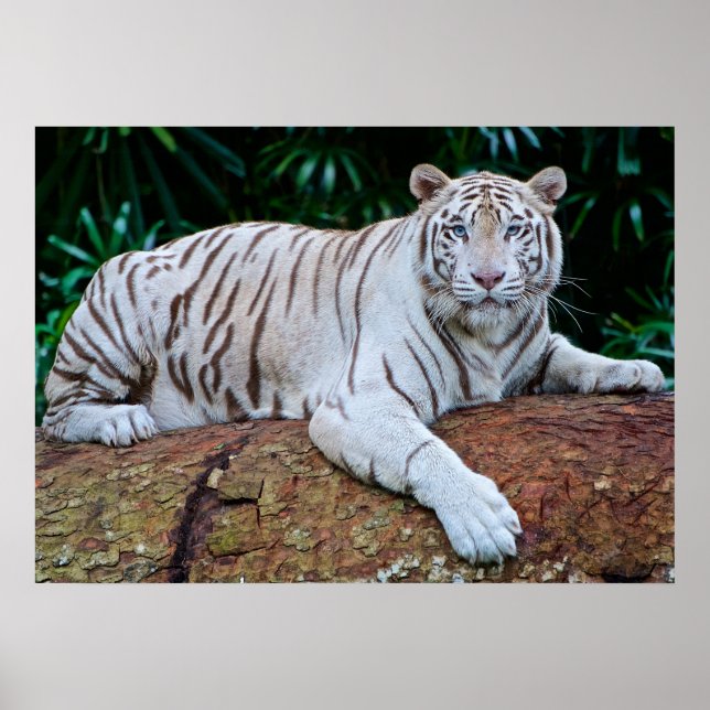 Poster med vit tiger - återställ foto (Framsidan)