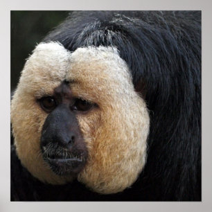 Poster med vita ansiktet på Saki Monkey