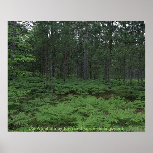 Poster/Michigans seney National Wildlife Refuge Poster (Framsidan)