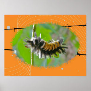 Poster Milkweed Tussock Moth Caterpelare