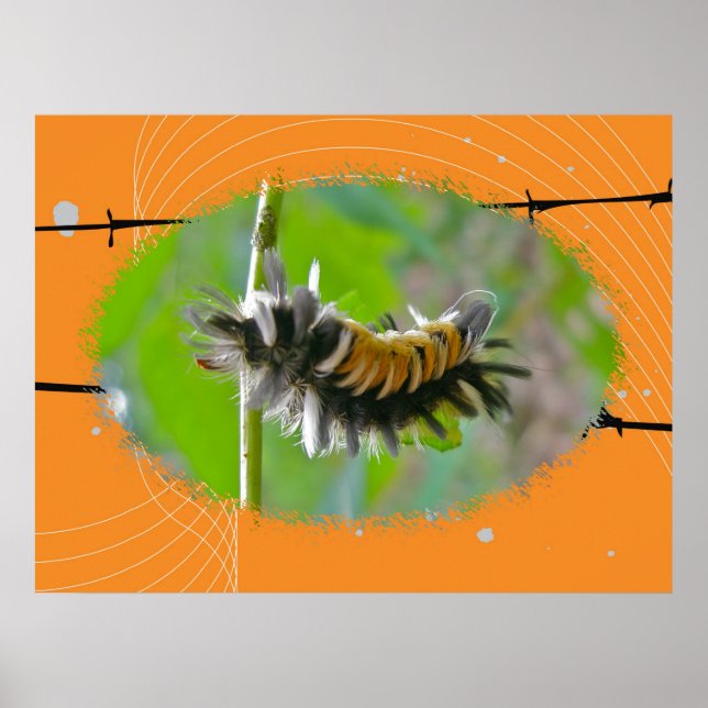 Poster Milkweed Tussock Moth Caterpelare (Framsidan)