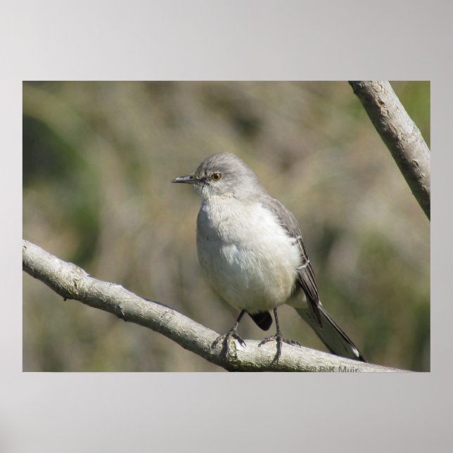 Poster - Mockingbird (Framsidan)