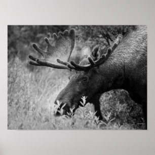POSTER MOOSE BLACK OCH WHITE PHOTO CABIN DECOR