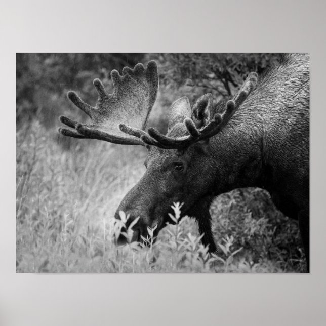 POSTER MOOSE BLACK OCH WHITE PHOTO CABIN DECOR (Framsidan)