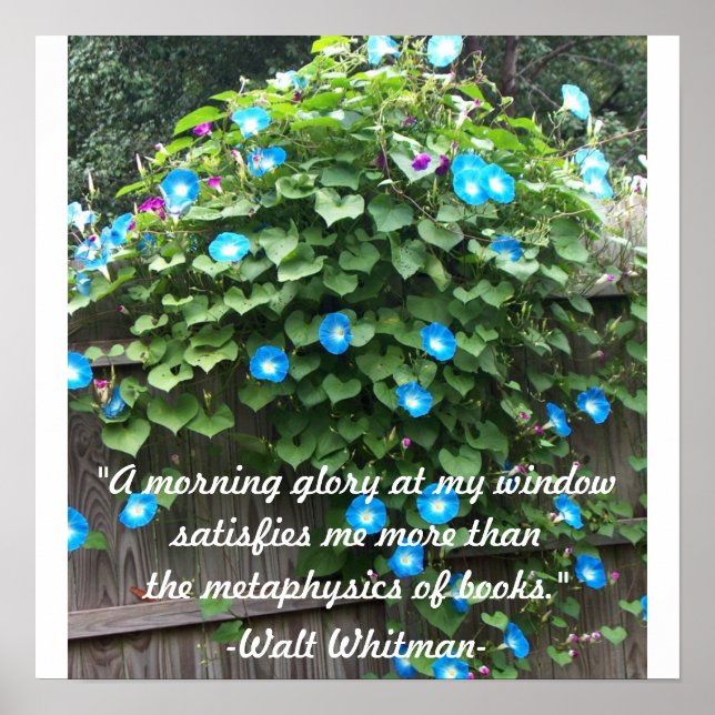 Poster/morgonglasyr Poster (Framsidan)