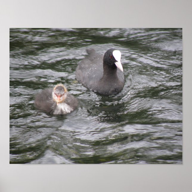 Poster mynt och Chick (Framsidan)
