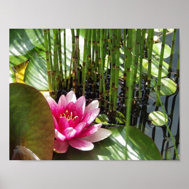 Poster Nénuphar Zen 27.94x21.59cm (Framsidan)