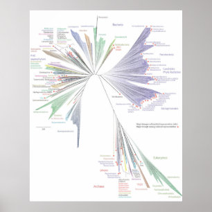 Poster Nya Livets träd (STORA)