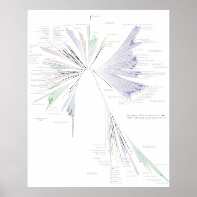 Poster Nya Livets träd (STORA) (Framsidan)