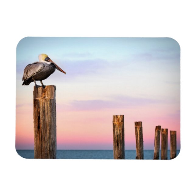 Poster och en pelikan | Fort Myers Beach, Florida Magnet (Horisontell)