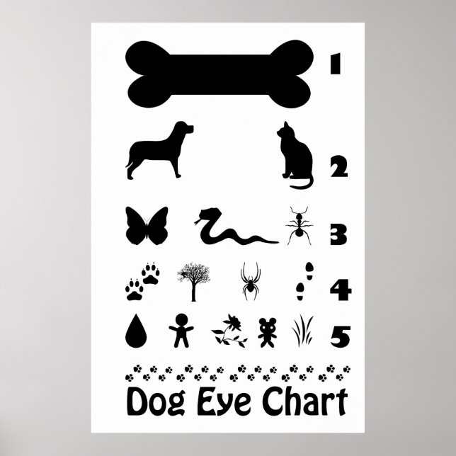 Poster Öga-diagram i hund (Framsidan)