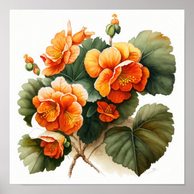 Poster orange Begonias Flower Art-utskrift (Framsidan)