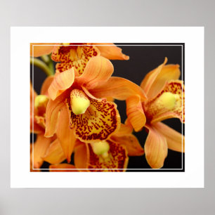 Poster-Orchid Flowers Poster