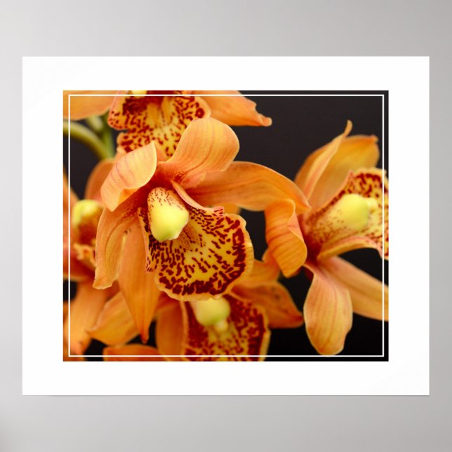 Poster-Orchid Flowers Poster (Framsidan)