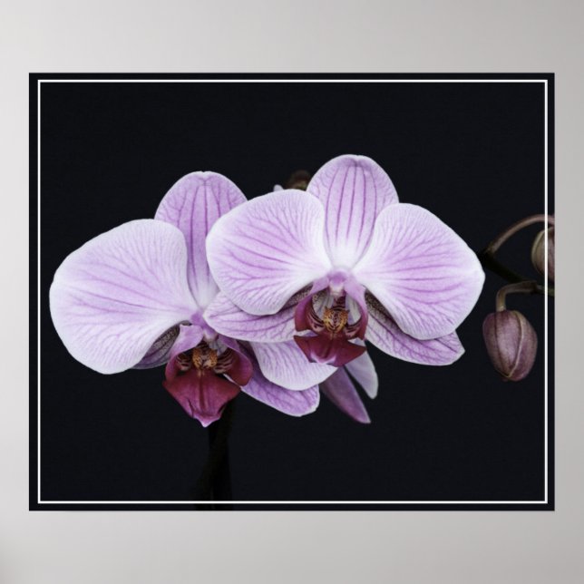 Poster-Orchid Flowers Poster (Framsidan)