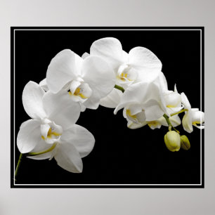 Poster-Orchid Flowers Poster