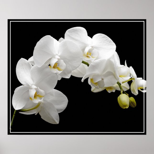 Poster-Orchid Flowers Poster (Framsidan)