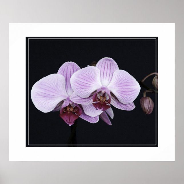 Poster-Orchid Flowers Poster (Framsidan)