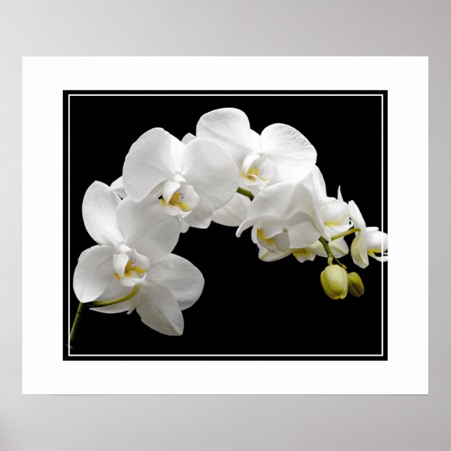 Poster-Orchid Flowers Poster (Framsidan)