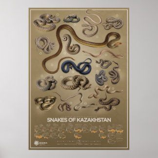 Poster ormar i Kazakstan