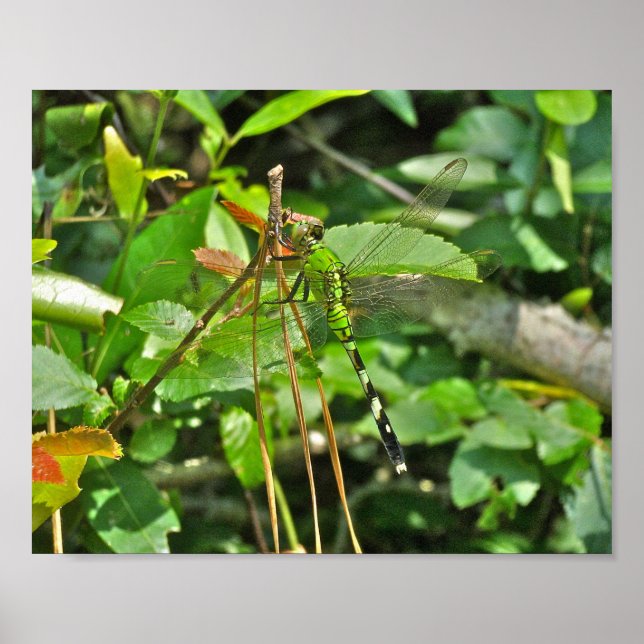 Poster Östra Pondhawk Dragonfly (Framsidan)