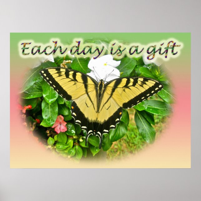 Poster Östra Tiger Swallowtail Butterfly (Framsidan)