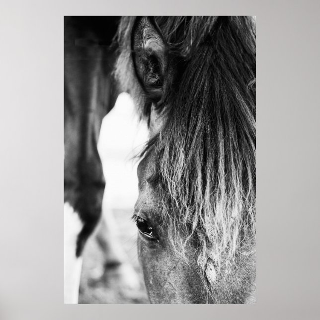 "poster" på den vackra vän Horse Poster (Framsidan)