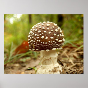 Poster Panther Cap Mushroom