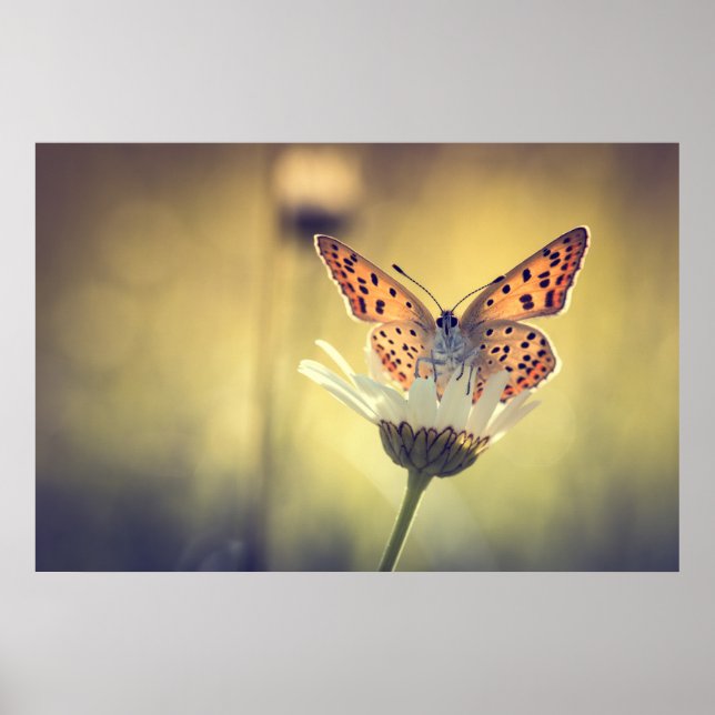 Poster papillon Argus (Framsidan)