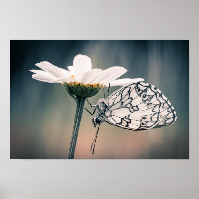 Poster papillon Demi-deuil (Framsidan)