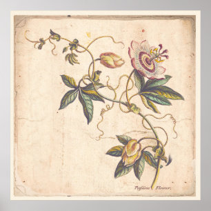 Poster Passionsströmbrytare för antika botaniska u