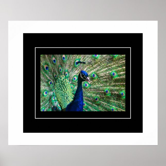 Poster-Peacock Poster (Framsidan)