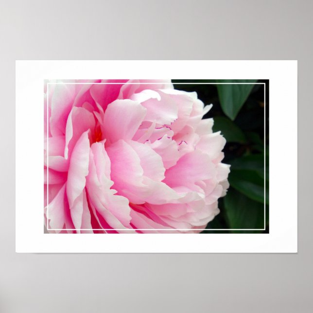 Poster-Peony Flower Poster (Framsidan)