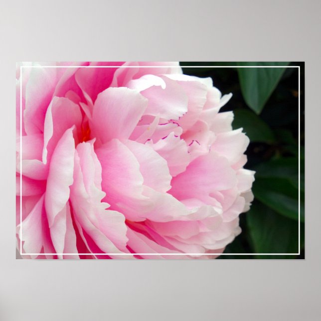 Poster-Peony Flower Poster (Framsidan)